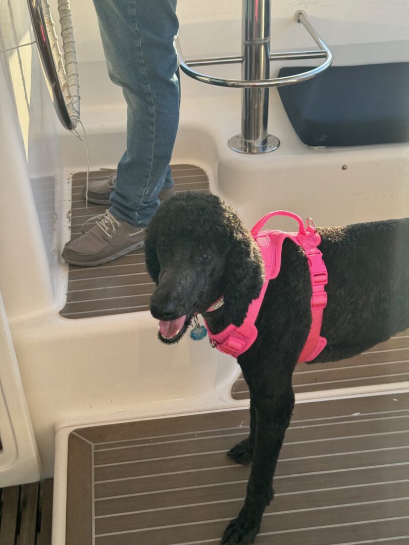 A black dog wearing a pink harness on the stairs.