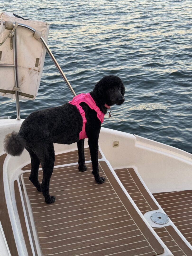 A black dog standing on the deck of a boat.