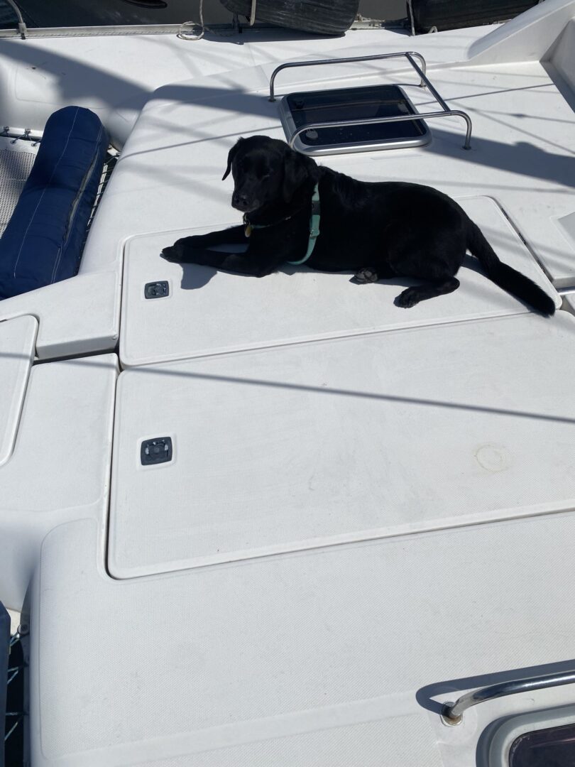 A black dog laying on top of a boat.